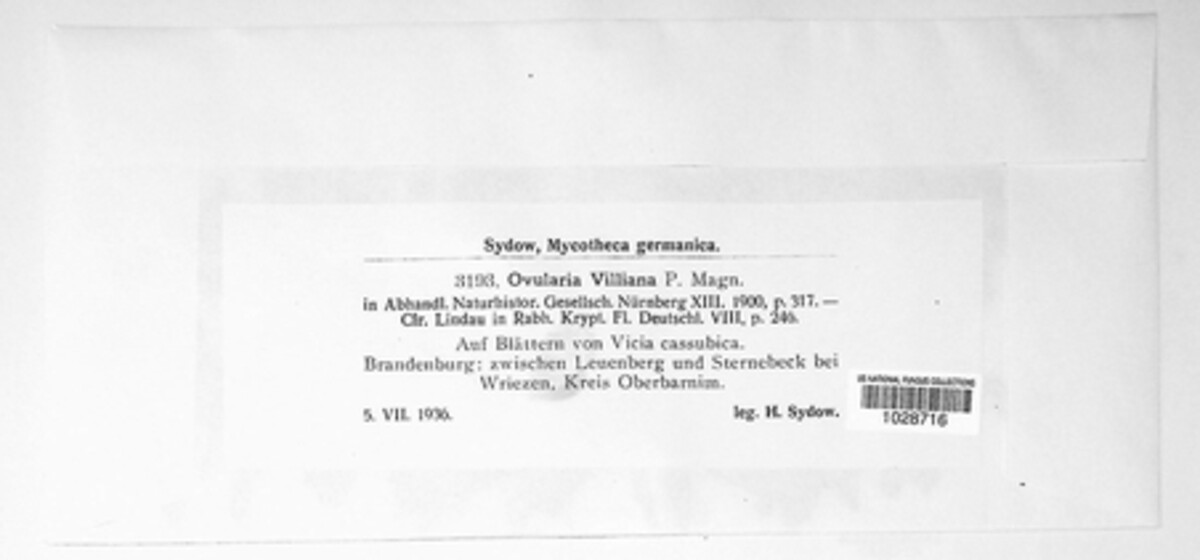 Ovularia villiana image